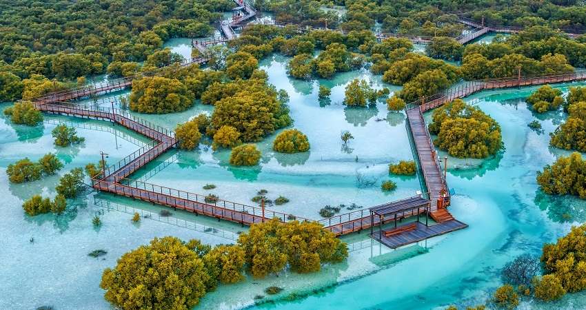 Mangrove Abu Dhabi